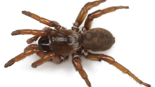 Aptostichus bonoi Aptostichus bonoi
