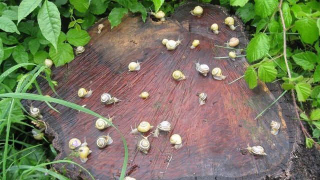 Zahlreiche kleine Schnecken auf einem nassen Baumstrunk, umgeben von grünen Blättern. Zahlreiche kleine Schnecken auf einem nassen Baumstrunk, umgeben von grünen Blättern.