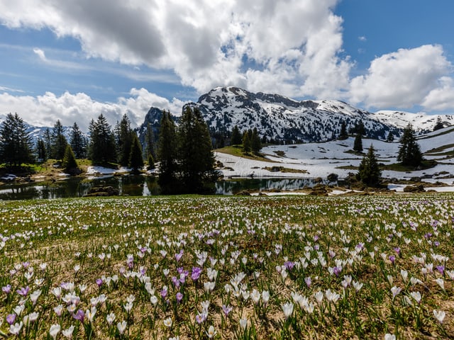 Ein buntes Krokussfeld rahmt ein kleines Bergseelein ein. Im Hintergrund noch Schneefelder an den Bergflanken und darüber Quellwolken.