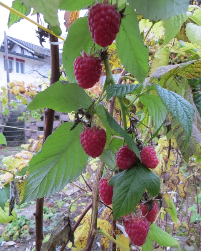Acht wunderschöne reife Himbeeren.