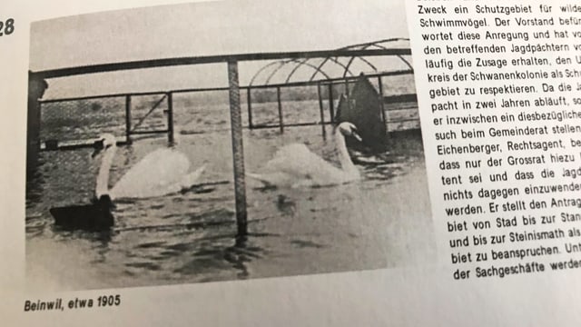 Ausschnitt aus Jubiläumsschrift mit Foto von 1905, zwei Schwäne in einem Gehege im See Ausschnitt aus Jubiläumsschrift mit Foto von 1905, zwei Schwäne in einem Gehege im See