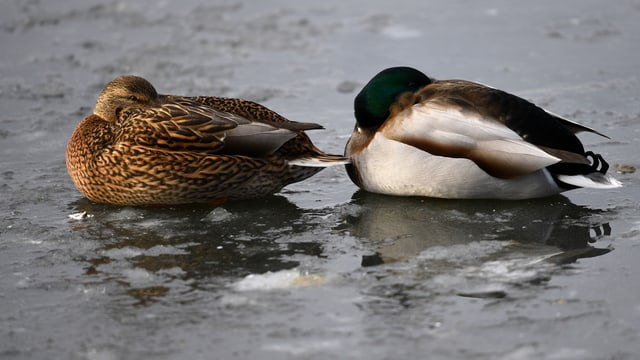 Zwei Enten haben kalt Zwei Enten haben kalt