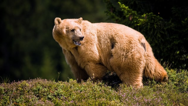 Ein Bär steht in der Natur Ein Bär steht in der Natur