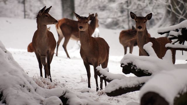 Ein Rudel Rothirsche im Schnee. Ein Rudel Rothirsche im Schnee.