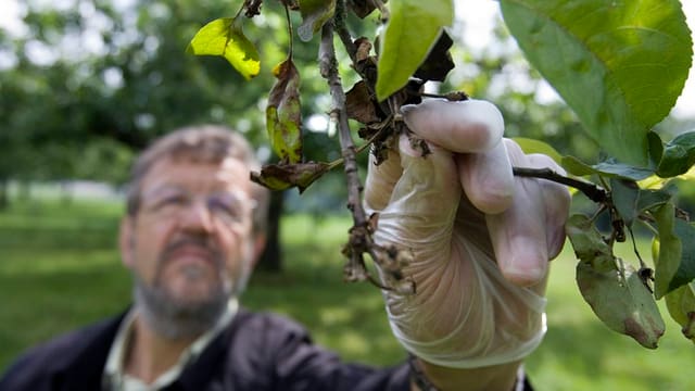Mann mit Gummihandschuh greift nach einem Ast an einem Obstbaum Mann mit Gummihandschuh greift nach einem Ast an einem Obstbaum