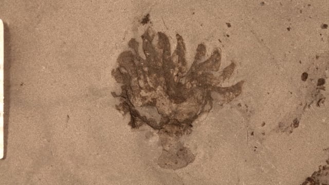 Fossiler Abdruck eines Fossiler Abdruck eines