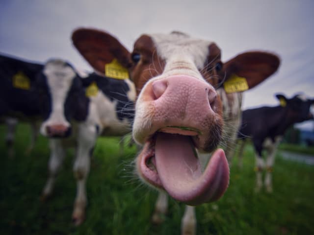 Eine Kuh fängt mit der Zunge einen Regentropfen.