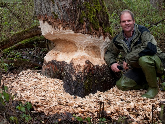 Christof Angst vor einem von einem Biber stark angefressenen Baum. Christof Angst vor einem von einem Biber stark angefressenen Baum.