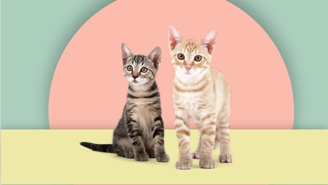 Illustration zweier Katzenkinder. Illustration zweier Katzenkinder.