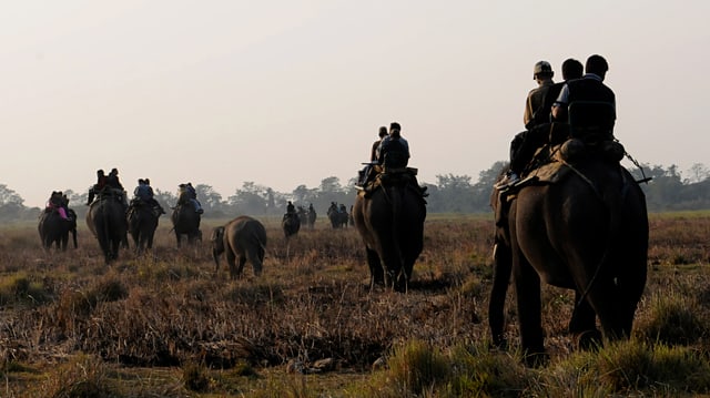 Eine Gruppe von Touristen reitet auf Elefanten. Eine Gruppe von Touristen reitet auf Elefanten.
