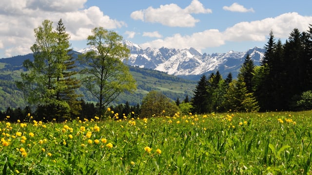 Frühlingswiese mit Löwenzahn im Toggenburg. Frühlingswiese mit Löwenzahn im Toggenburg.