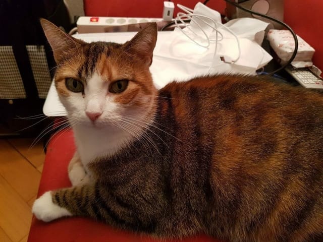Eine Katze auf einem Tisch.