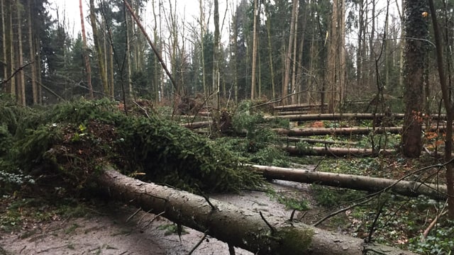 Umgestürzte Bäume in Hünenberg/ZG. Umgestürzte Bäume in Hünenberg/ZG.
