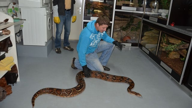 Mann mit Boa Constrictor. Mann mit Boa Constrictor.