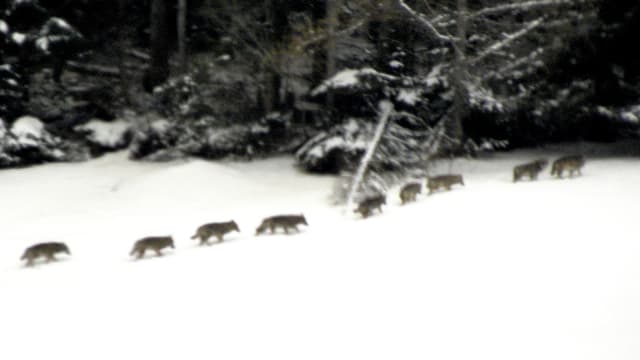 Neun Wölfe laufen hintereinander über ein Schneefeld in den Wald. Neun Wölfe laufen hintereinander über ein Schneefeld in den Wald.