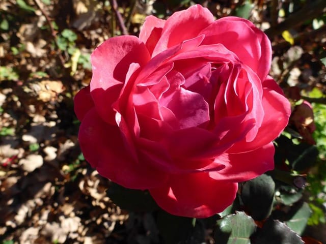 Eine rote Rose.