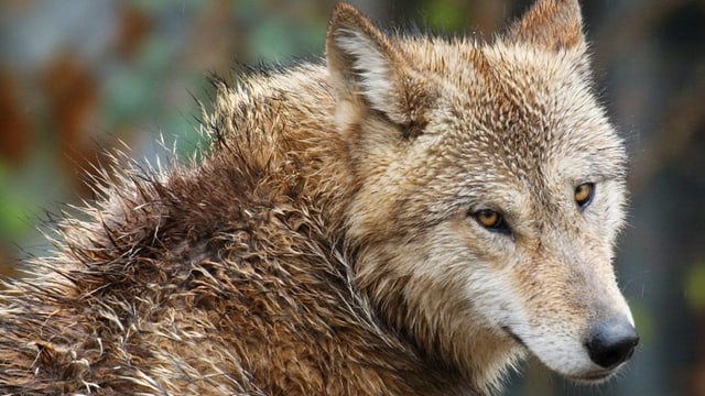 Wolf mit nassem Fell. Wolf mit nassem Fell.