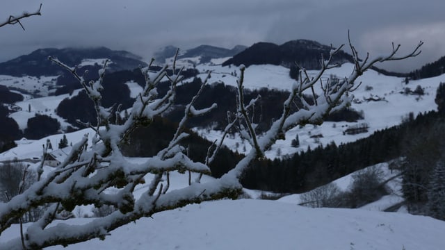Bei Eptingen waren die Wiesen weiss und auf den Ästen lagen etwa 3 Zentimeter Schnee. Bei Eptingen waren die Wiesen weiss und auf den Ästen lagen etwa 3 Zentimeter Schnee.