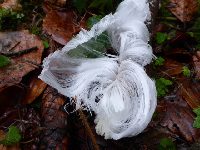 Waldboden mit Laub, Ästen und Tannzapfen, darauf liegt Eiswolle Waldboden mit Laub, Ästen und Tannzapfen, darauf liegt Eiswolle