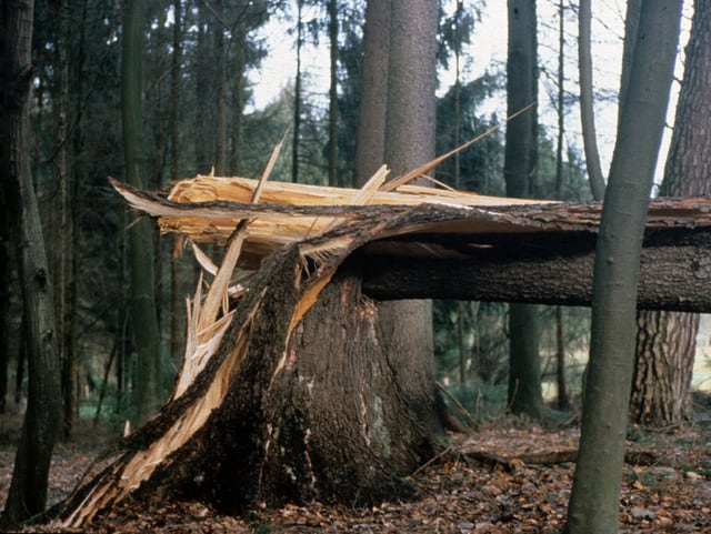 Ein umgeknickter Baum in einem Wald. Ein umgeknickter Baum in einem Wald.