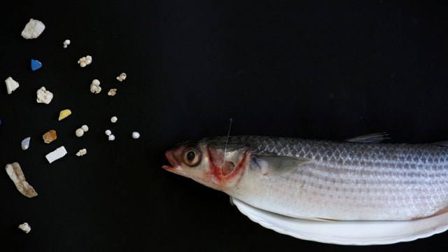 Kleiner Fisch will Mikroplastik essen. Kleiner Fisch will Mikroplastik essen.