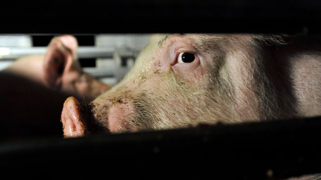 Schweinestall mit einem Schwein. Schweinestall mit einem Schwein.