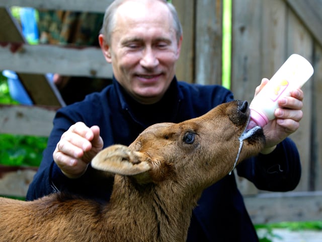 Wladimir Putin füttert einen Jung-Elch mit Milch aus der Flasche. (6.1.10)