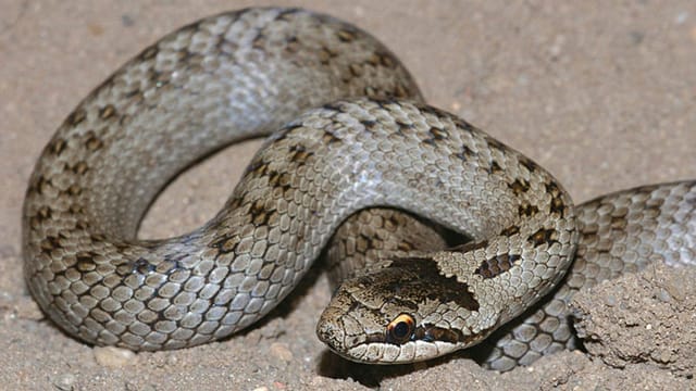 Natra glischa Natra glischa