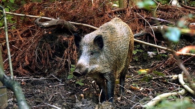 Wildsau Wildsau
