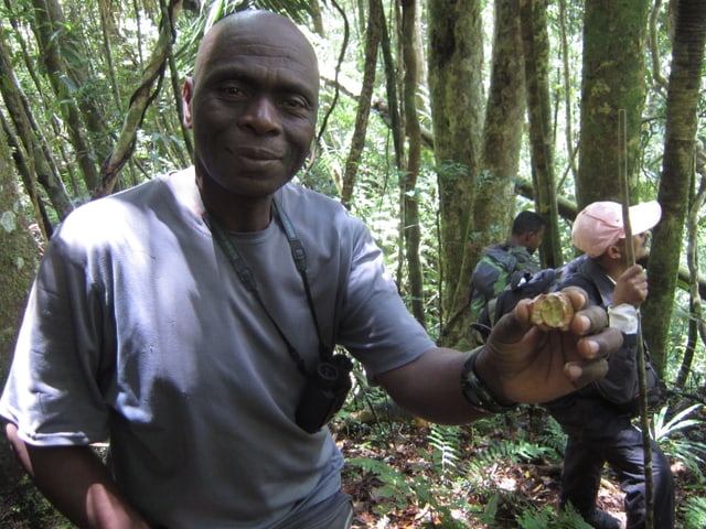 Ranger Désiré Rabary im Marojejy Nationalpark. Ranger Désiré Rabary im Marojejy Nationalpark.