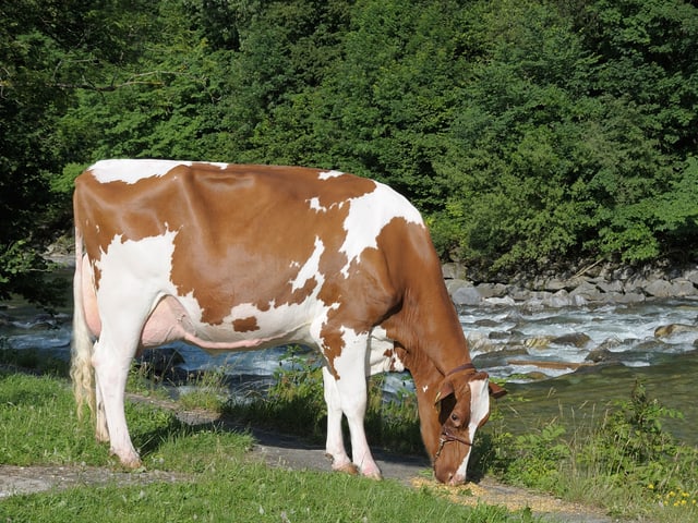 Eine hornlose Kuh Rasse Red Holstein
