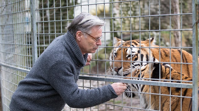 Ein Mann vor dem Gitter berührt einen Tiger Ein Mann vor dem Gitter berührt einen Tiger