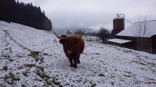 Auch in Gontenschwil lag am Sonntagmorgen etwas Schnee. Auch in Gontenschwil lag am Sonntagmorgen etwas Schnee.