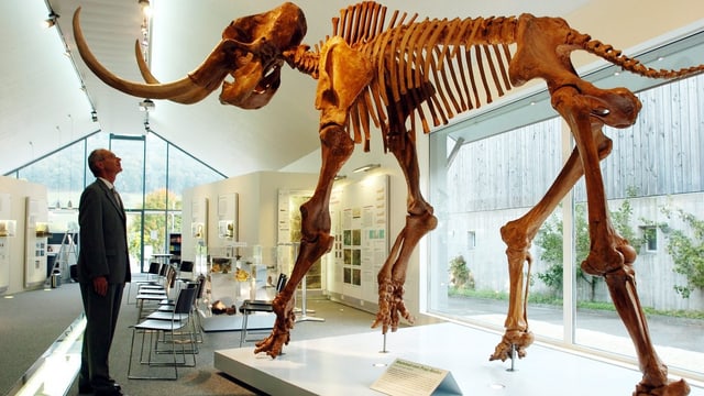 Funfmalklug Warum Starb Das Mammut Aus Einstein Srf