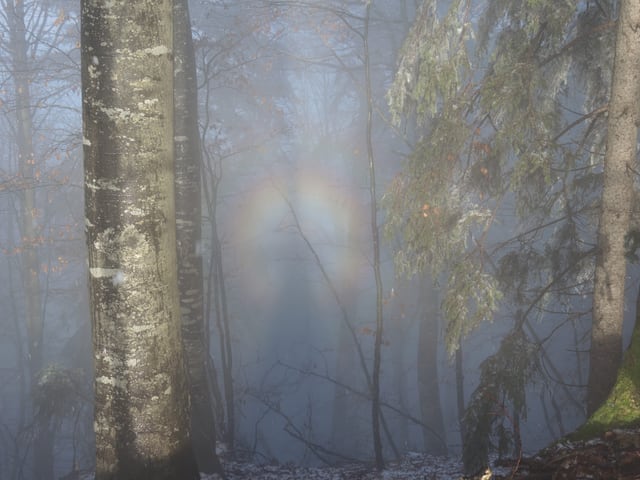 Eine gespenstische Gestalt im Wald. Eine gespenstische Gestalt im Wald.
