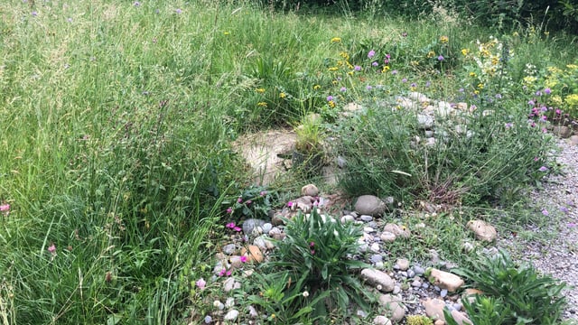 Ein Mix aus Steinen, Gräsern und Blumen. Ein Mix aus Steinen, Gräsern und Blumen.