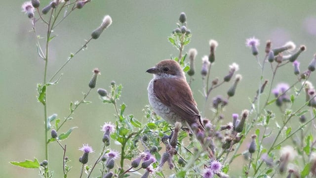 Vogel sitzt auf Wiesenblumen Vogel sitzt auf Wiesenblumen