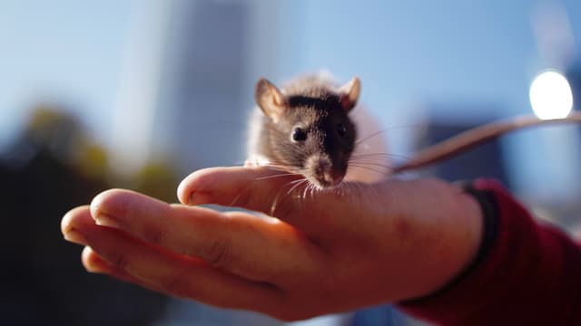 Eine Ratte ist auf der Hand eines Menschen. Eine Ratte ist auf der Hand eines Menschen.