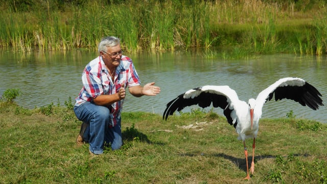 Video «Der alte Mann und der Storch» abspielen Video «Der alte Mann und der Storch» abspielen