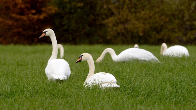 Weisse Schwäne auf einer Wiese. Weisse Schwäne auf einer Wiese.