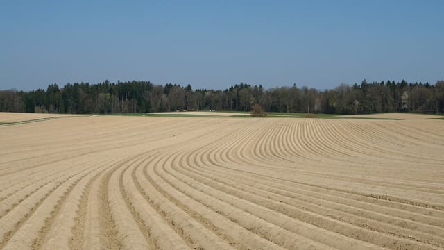 Ausgetrocknetes Feld in Jegenstorf. Ausgetrocknetes Feld in Jegenstorf.