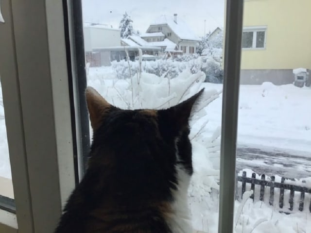 Katze schaut aus Fenster in Schnee