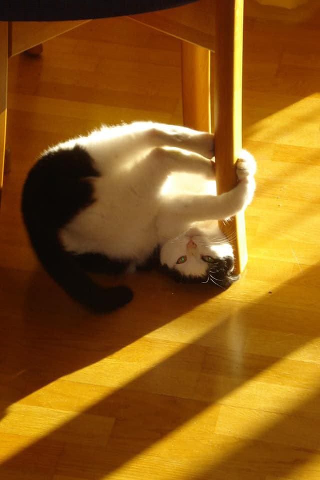 Katze, die sich um ein Stuhlbein schlingt. Katze, die sich um ein Stuhlbein schlingt.