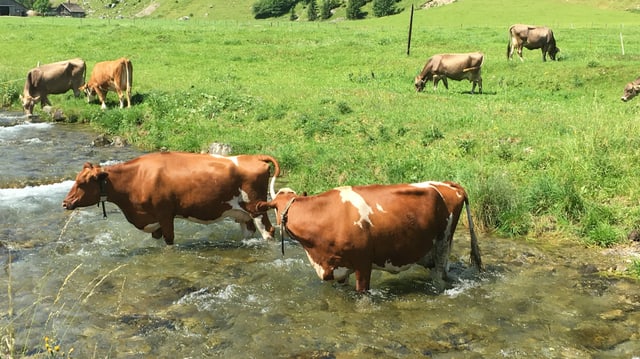 Kühe stehen im Fluss.