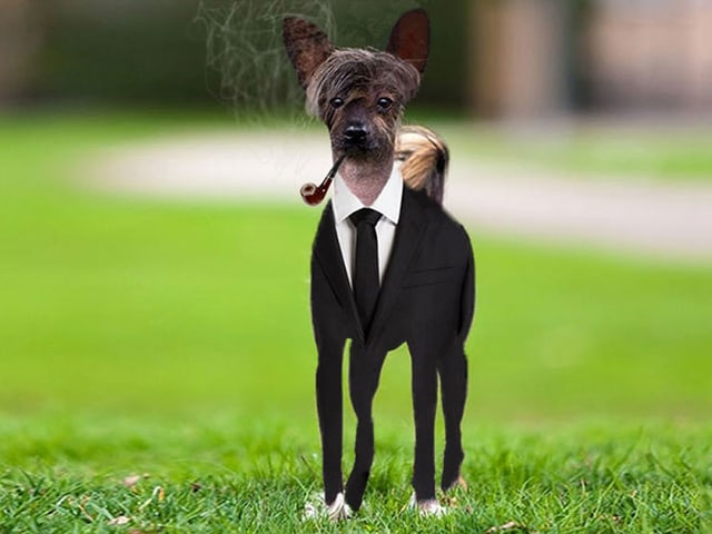Chinesischer Schopfhund mit Stil