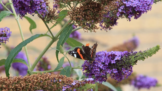 Sommerflieder mit Schmetterling Sommerflieder mit Schmetterling