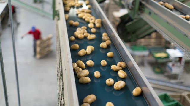 Welche Kartoffeln Haben Mehr Starke Umsätze vervierfacht - Und plötzlich wollen alle Sauerkraut - News - SRF