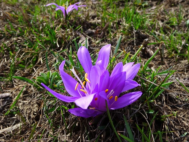 Eine prächtige Lichtblume in Eischoll.