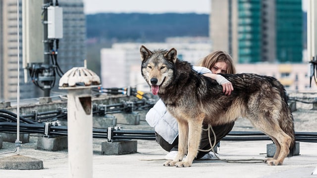 Frau und Wolf auf einem Hochhaus. Frau und Wolf auf einem Hochhaus.