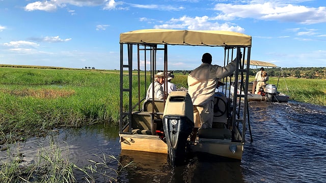 Flachboote mit Touristen fahren in Botswana durch einen grünen Schilfgürtel auf dem Chobe Fluss, um Elefanten zu sehen.